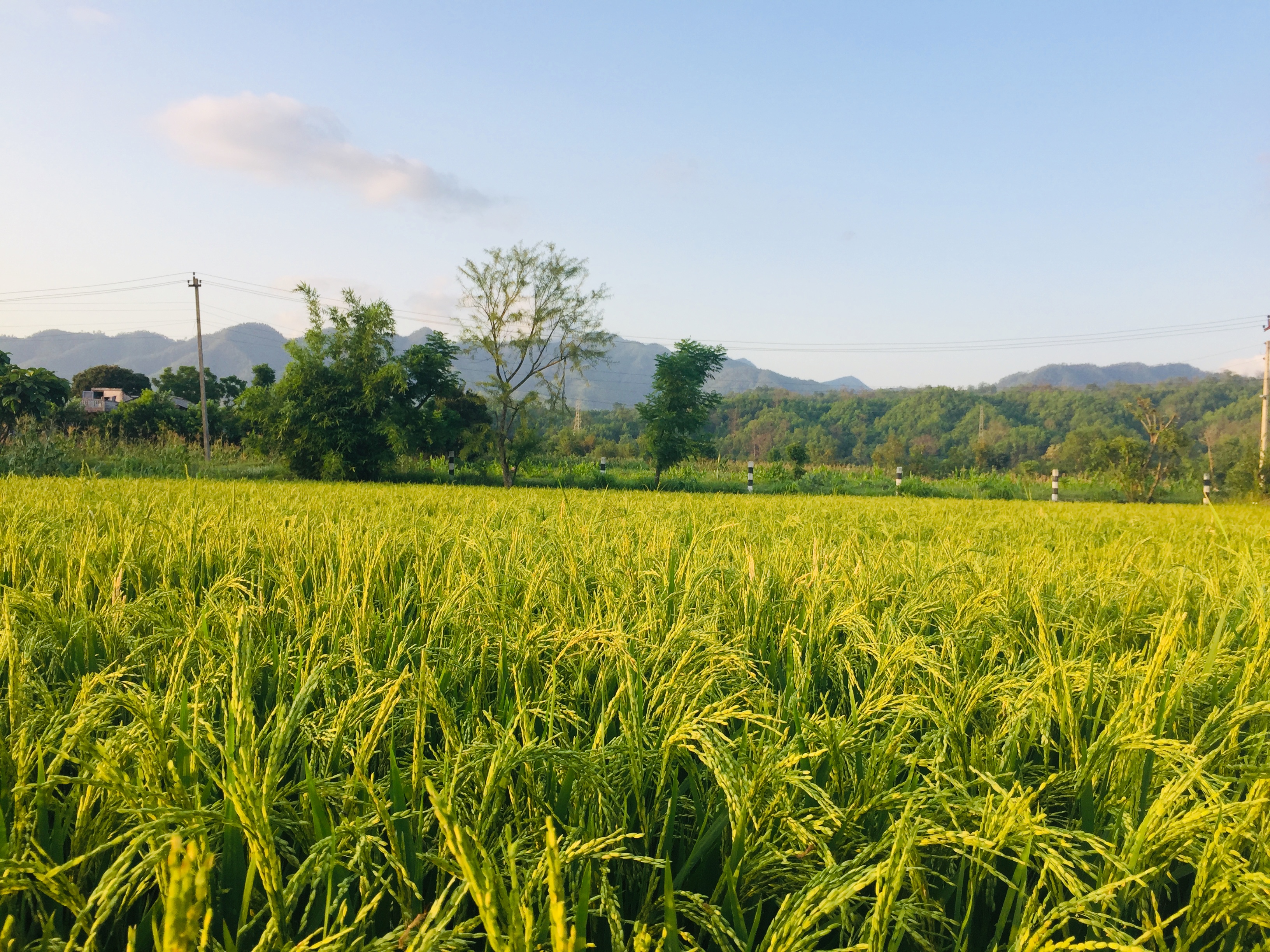 Green agricultural fields stretching into the distance